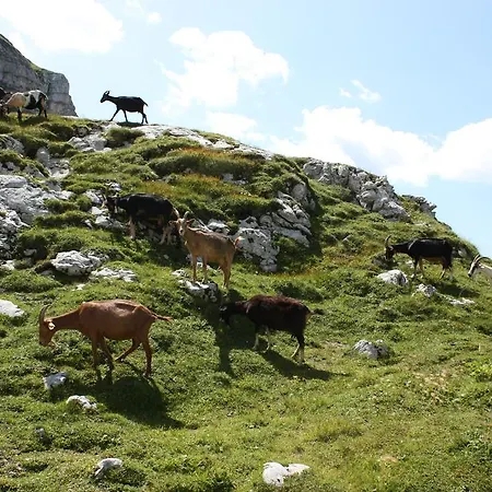 Hotel Alp 3*